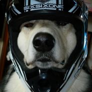 牛肉拉面™.n⊙⊙dle