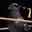 kru pigeon