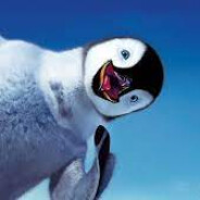 Penguen avatar
