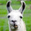 LAMA