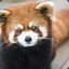 BRedPanda572