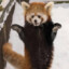 !!!ReDPaNDA!!!