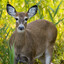 doe
