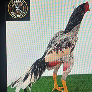 GALO CINZA