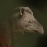 Mr.Tapir