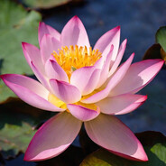 荷花大队ak队长