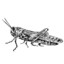 Locust