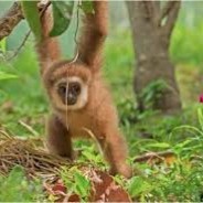 Бещиний Мокакен