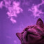 Cass1's avatar