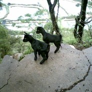 别钢丶我是妹子呀