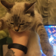 котлетка с пюрешкой avatar