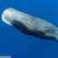 SpermWhale