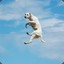 Jumping Dog hellcase.com