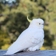 共价键指名亚种