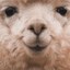 Maximus_kun