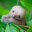 baby sloth