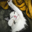 softpawprotocol