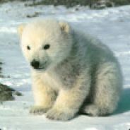 Pola Bear - steam id 76561197961363088