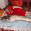 crucian