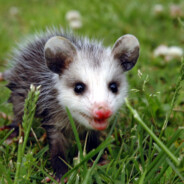 Problem Possum