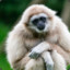 gibbon.