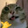 Catto