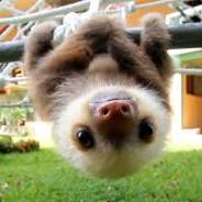 Mr.Sloth