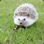 feralhedgehog