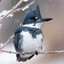 Kingfisher