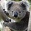 A Jewish Koala