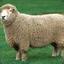 BloatedSheep