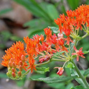 Asclepias tuberosa