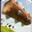 el_tronco