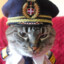 Capitan Meow