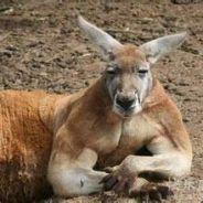 你的锅我们不抢