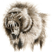 Goochland Devil Monkey