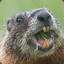 Legitimate Defending Marmot