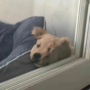 小猪佩奇挑龙筋