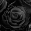 Black Rose