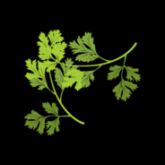 Coriander