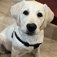 香格里拉布拉多