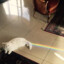 NYANCAT