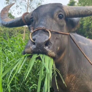 AAA专业防水补漏王大锤