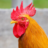 ｏｒａｎｇｅ ｃｏｃｋ