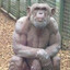 Big Ol' Chimp