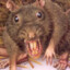 RATGANG5000