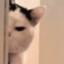 CatBigStrong
