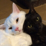 人活着就是为了曹仪亭