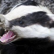 |SqD| A Belligerent Badger