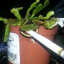 transplant